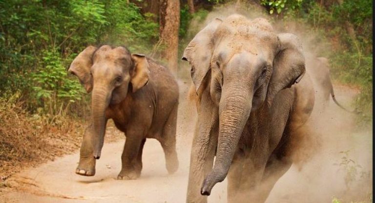 प्रदेश २ : खेतमा काम गरिरहेका रामदेबको हात्तीको आक्रमणबाट ज्यान गयो