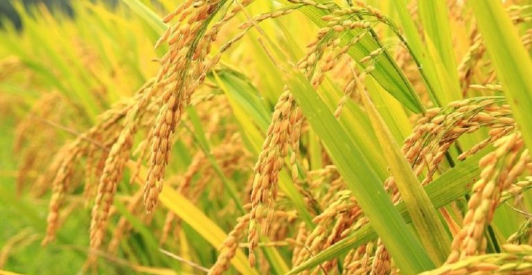 धानको समर्थन मूल्य बढ्यो
