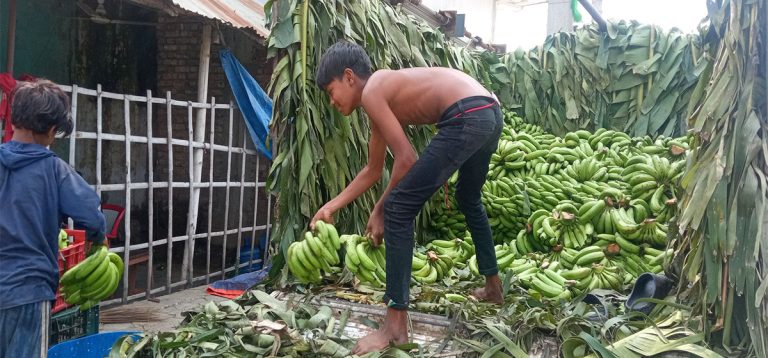 दसैँ सुरु भएसँगै केराको माग र मूल्य बढ्यो
