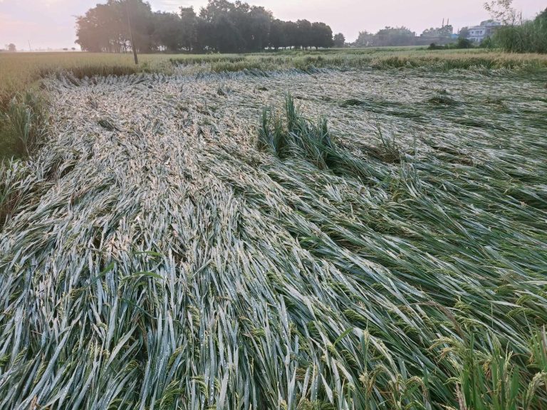 बेमौसमी वर्षाका कारण धान बालीमा क्षती