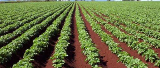 नवलपरासीमा आलु खेती गरिने क्षेत्र र उत्पादन वृद्धि