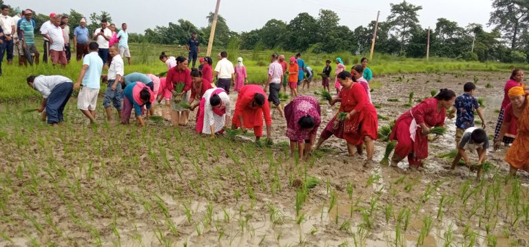 मल र सिँचाइ अभावबिच कपिलवस्तुमा ९ प्रतिशत रोपाई