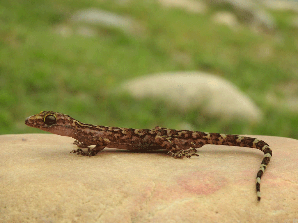 नेपालमा भेटिए छेपारोका दुई नयाँ प्रजाति