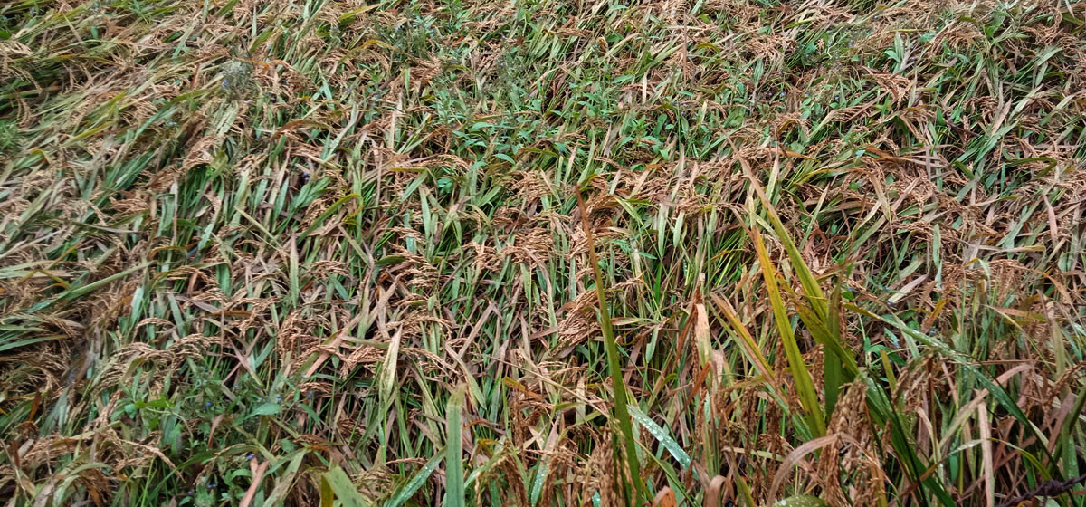 बेमौसमी वर्षाले धान बालीमा क्षति